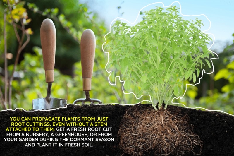 Can You Grow A Plant From Just Roots