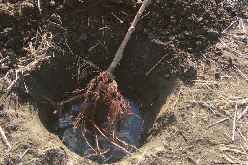 Can You Grow A Plant From Just Roots