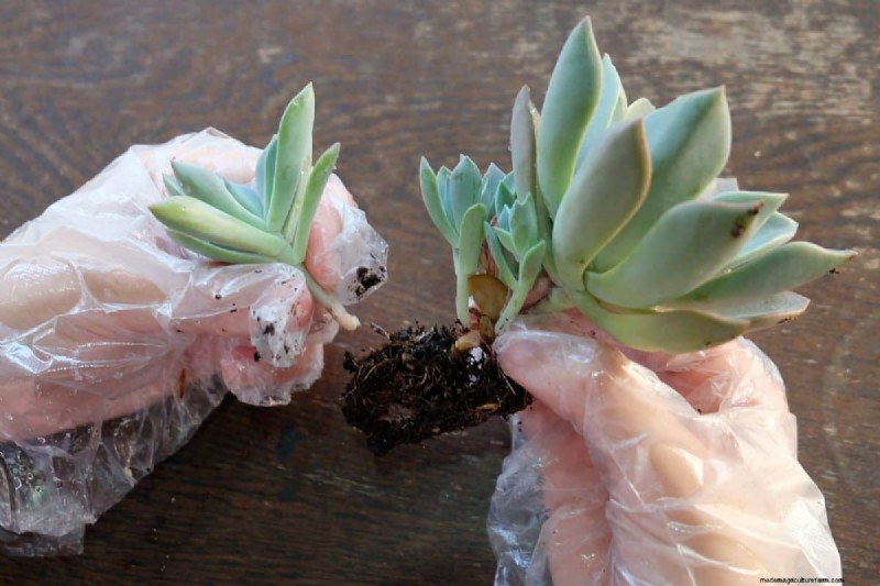 Can You Grow A Plant From Just Roots