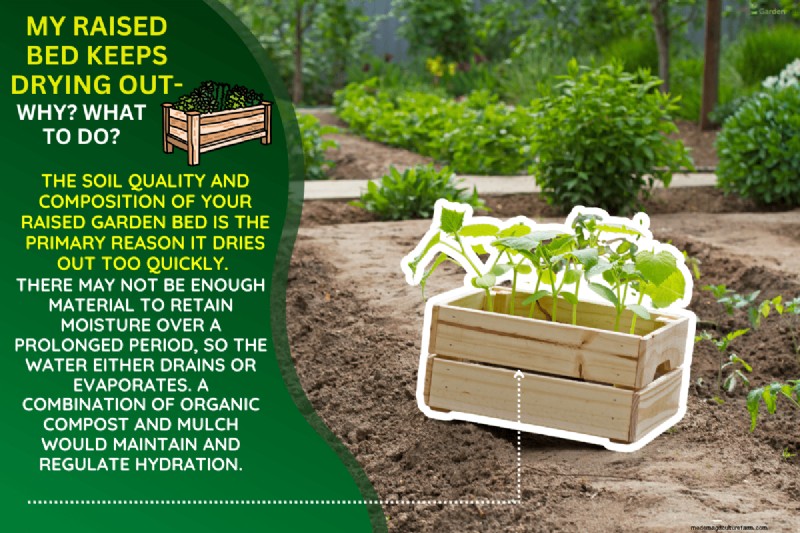 My Raised Bed Keeps Drying Out – Why? What To Do?