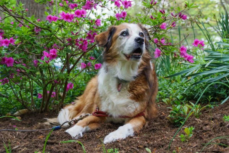 Is Mulch Bad For Dogs To Eat Or To Walk On? – Here’s What You Need To Know!