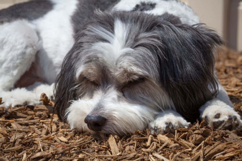 Is Mulch Bad For Dogs To Eat Or To Walk On? – Here’s What You Need To Know!