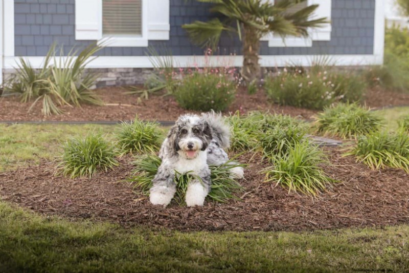 Is Mulch Bad For Dogs To Eat Or To Walk On? – Here’s What You Need To Know!