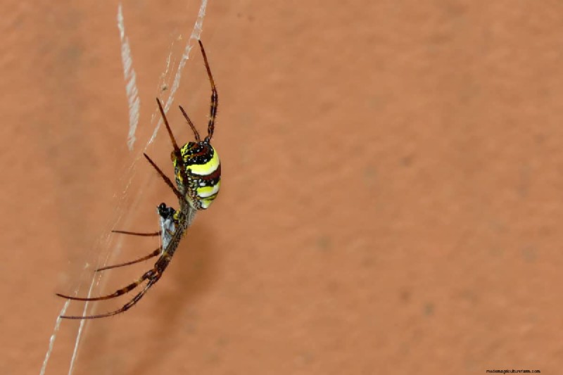 When Do Garden Spider Eggs Hatch?