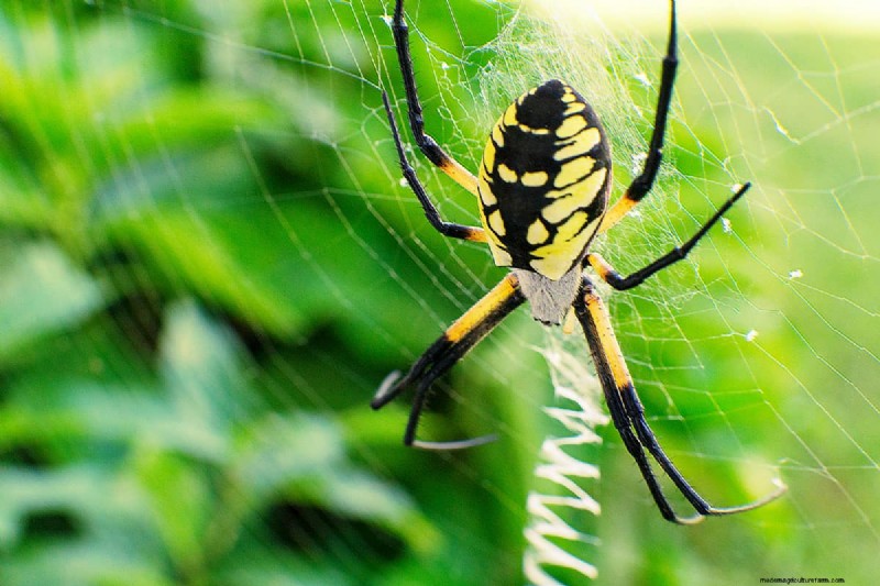 When Do Garden Spider Eggs Hatch?