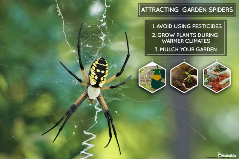 When Do Garden Spider Eggs Hatch?