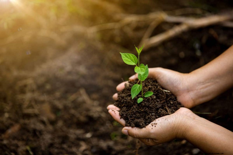 When Do Garden Spider Eggs Hatch?