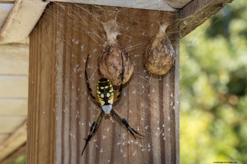 When Do Garden Spider Eggs Hatch?