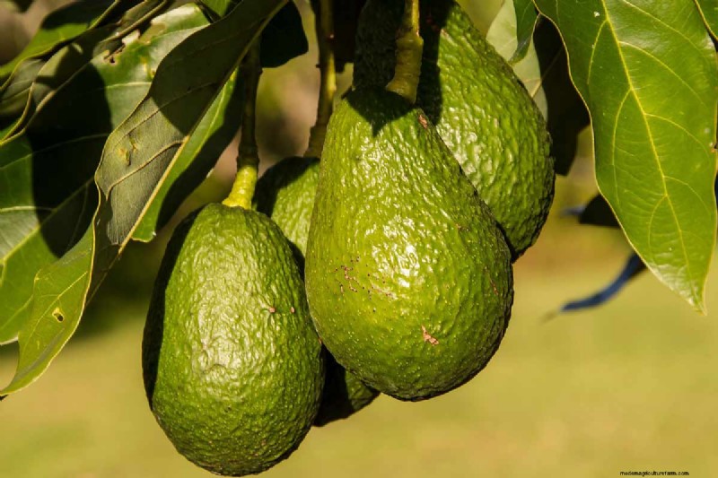 Avocado Growing Guide: Timeline & Care for Home Growers