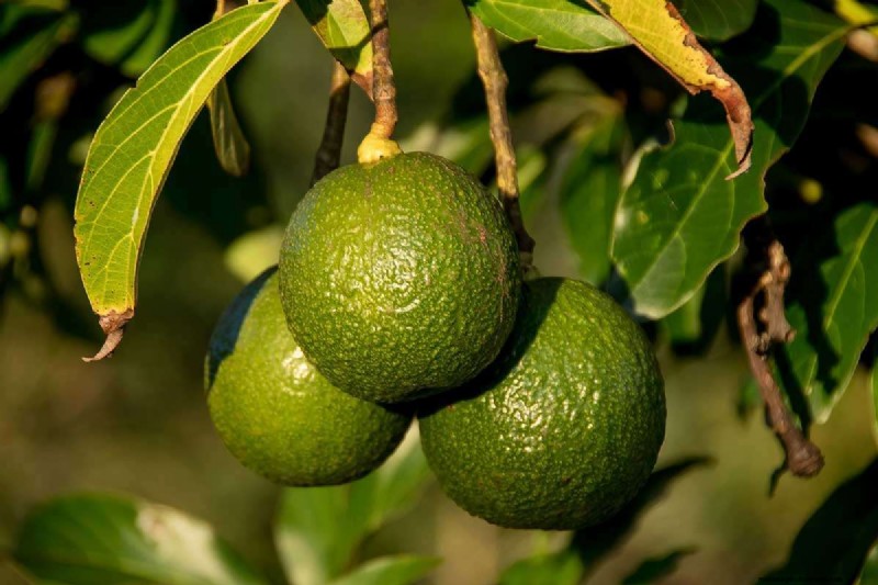 Avocado Growing Guide: Timeline & Care for Home Growers