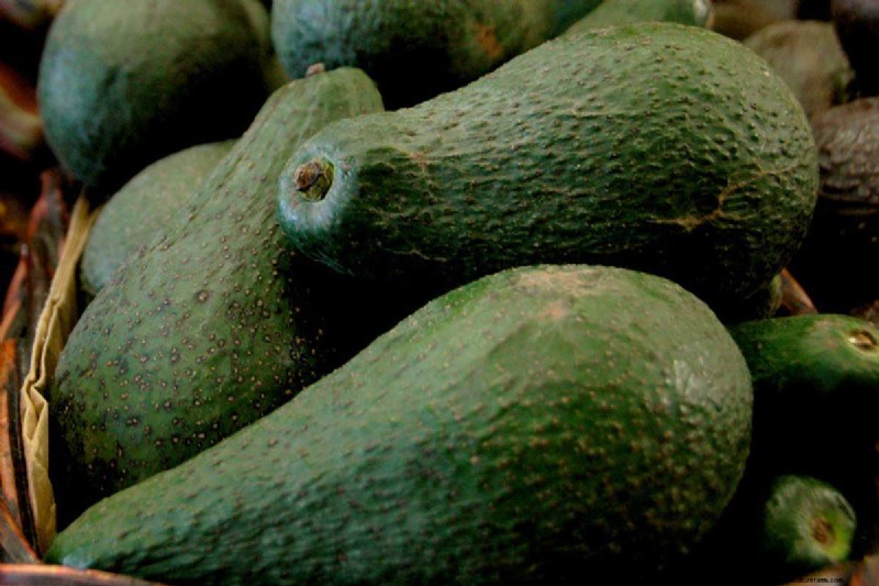 Avocado Growing Guide: Timeline & Care for Home Growers