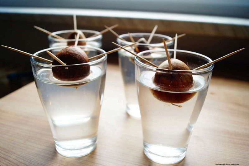 Avocado Growing Guide: Timeline & Care for Home Growers