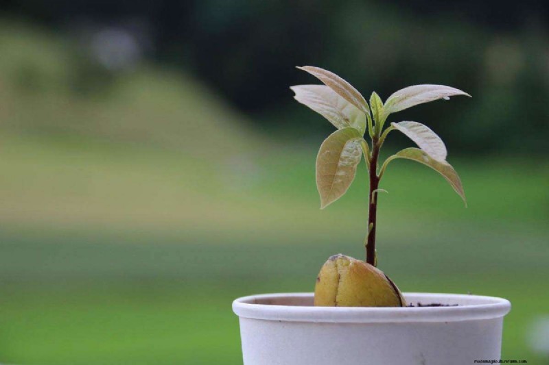 Avocado Growing Guide: Timeline & Care for Home Growers