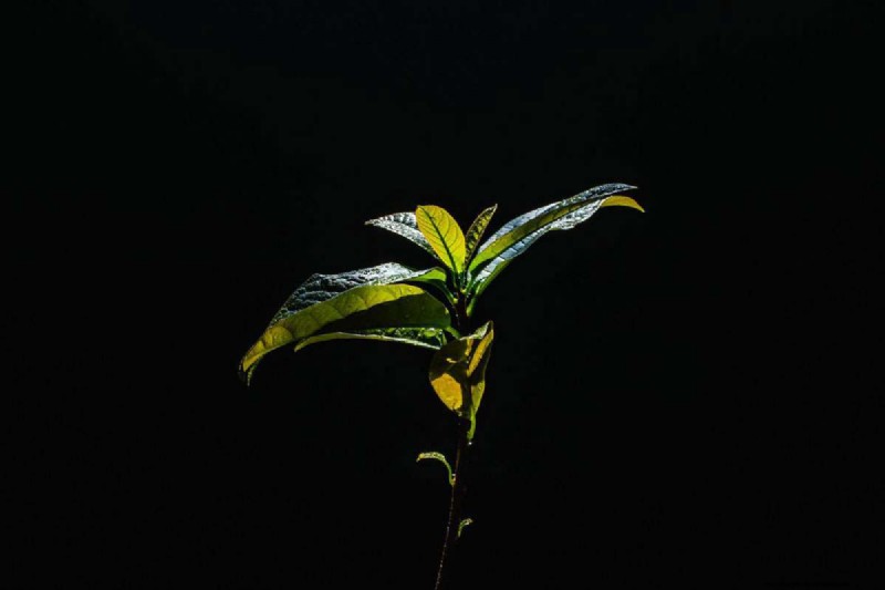 Avocado Growing Guide: Timeline & Care for Home Growers