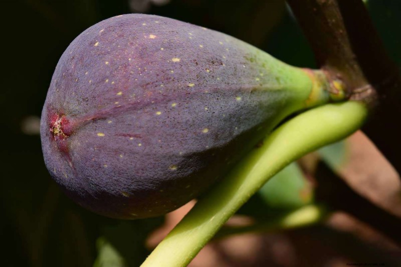 Fig Tree Growth Guide: Encouraging Healthy Leaf Development