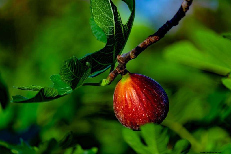 Fig Tree Growth Guide: Encouraging Healthy Leaf Development