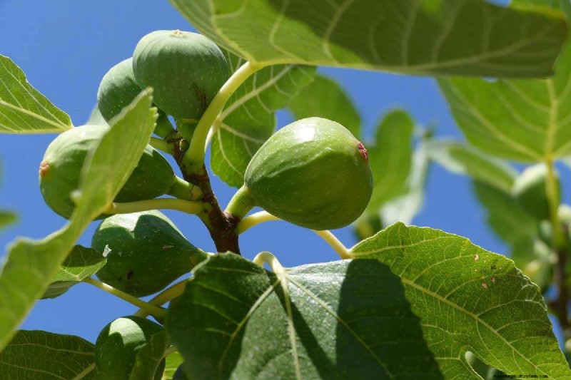 Fig Tree Growth Guide: Encouraging Healthy Leaf Development