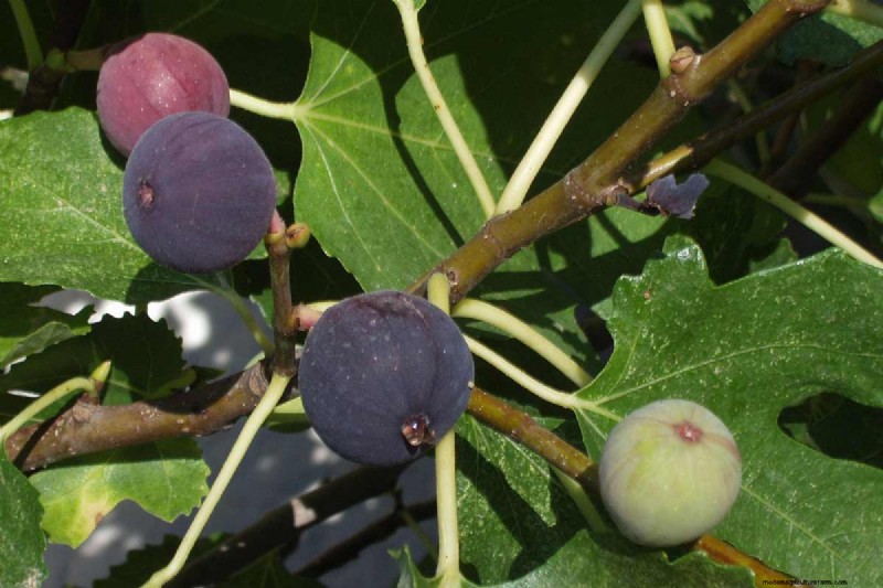 Fig Tree Growth Guide: Encouraging Healthy Leaf Development