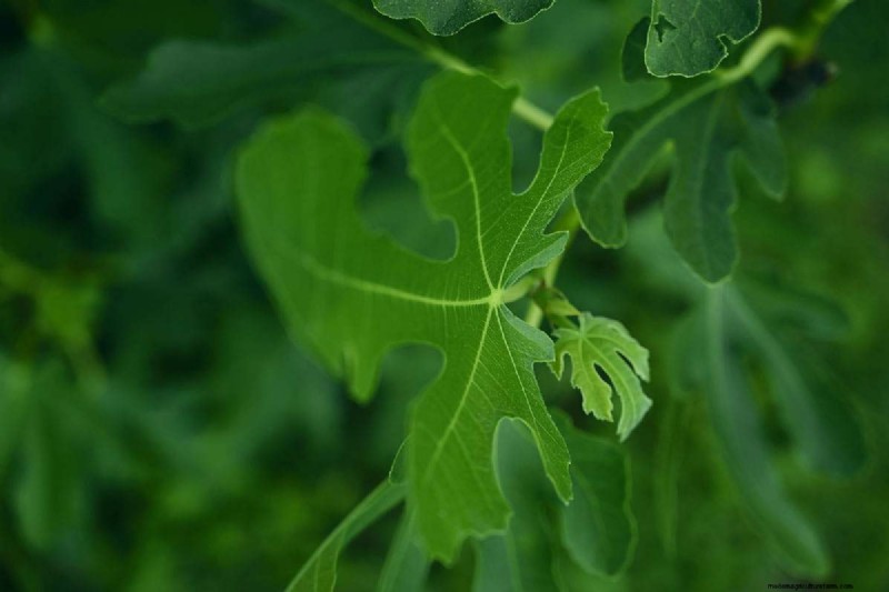Fig Tree Growth Guide: Encouraging Healthy Leaf Development