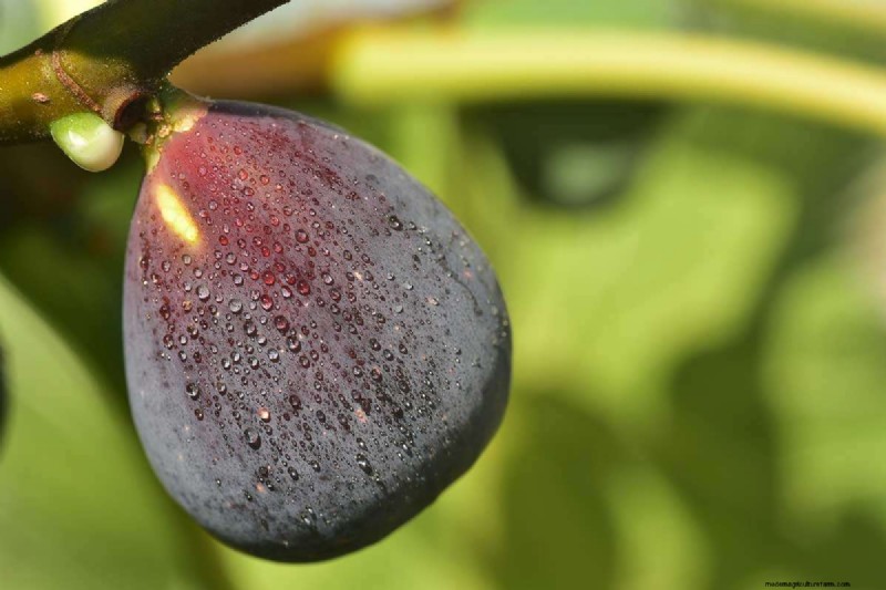 Fig Tree Growth Guide: Encouraging Healthy Leaf Development