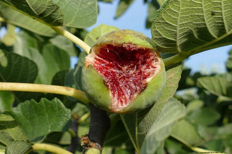 Fig Tree Growth Guide: Encouraging Healthy Leaf Development