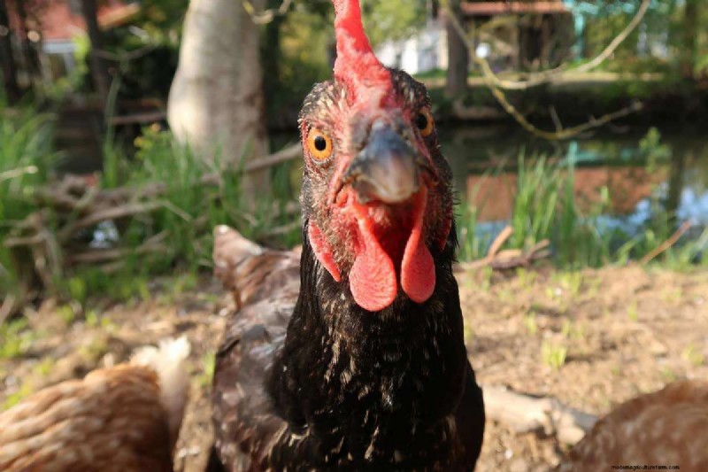 A Comprehensive Guide to Chicken Breeds: Types, Characteristics & Care