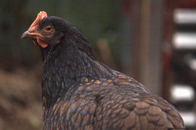 A Comprehensive Guide to Chicken Breeds: Types, Characteristics & Care