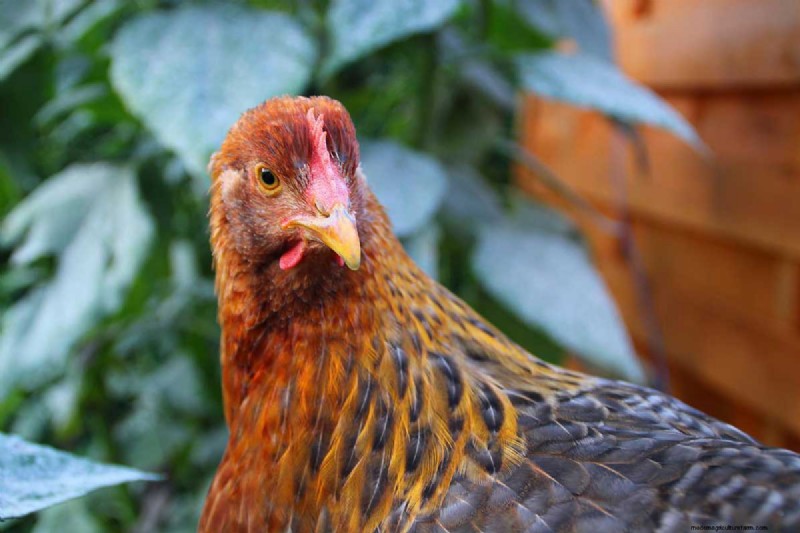 A Comprehensive Guide to Chicken Breeds: Types, Characteristics & Care