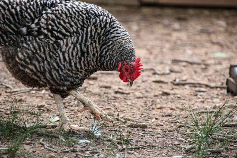 A Comprehensive Guide to Chicken Breeds: Types, Characteristics & Care