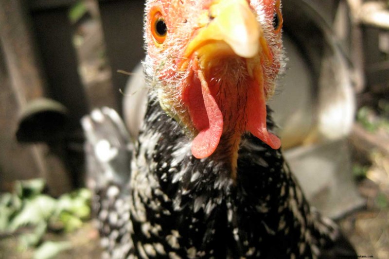 A Comprehensive Guide to Chicken Breeds: Types, Characteristics & Care