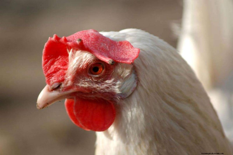 A Comprehensive Guide to Chicken Breeds: Types, Characteristics & Care