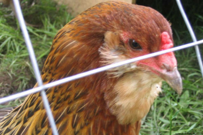 A Comprehensive Guide to Chicken Breeds: Types, Characteristics & Care