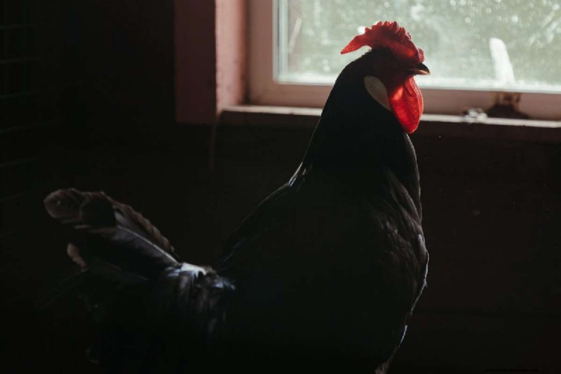 A Comprehensive Guide to Chicken Breeds: Types, Characteristics & Care