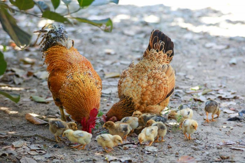 A Comprehensive Guide to Chicken Breeds: Types, Characteristics & Care