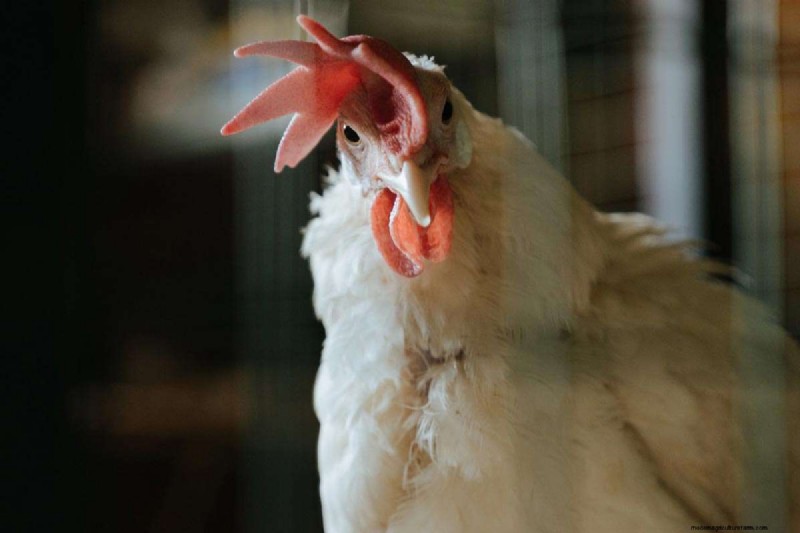 A Comprehensive Guide to Chicken Breeds: Types, Characteristics & Care