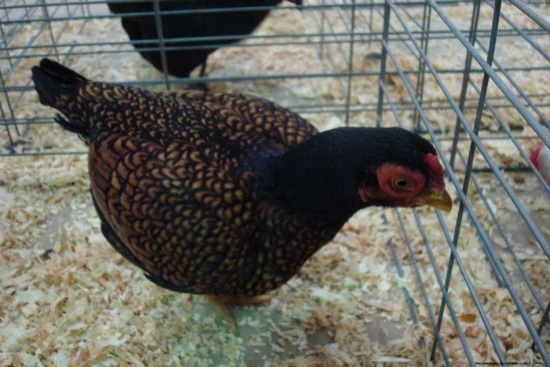 A Comprehensive Guide to Chicken Breeds: Types, Characteristics & Care