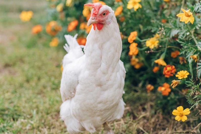 A Comprehensive Guide to Chicken Breeds: Types, Characteristics & Care
