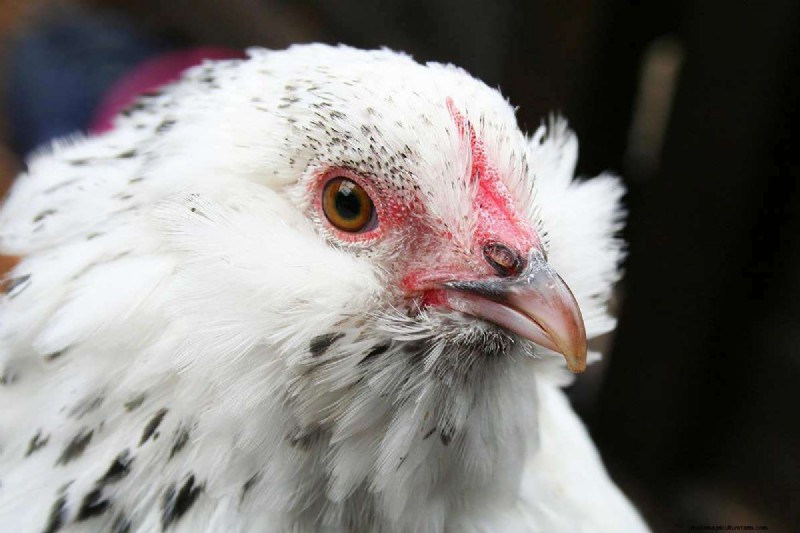 A Comprehensive Guide to Chicken Breeds: Types, Characteristics & Care