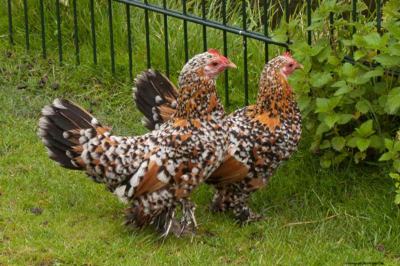 A Comprehensive Guide to Chicken Breeds: Types, Characteristics & Care