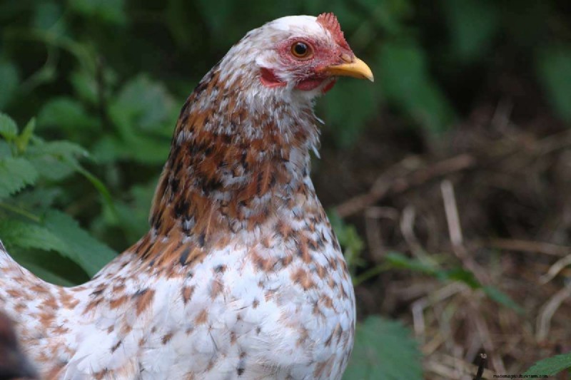 A Comprehensive Guide to Chicken Breeds: Types, Characteristics & Care