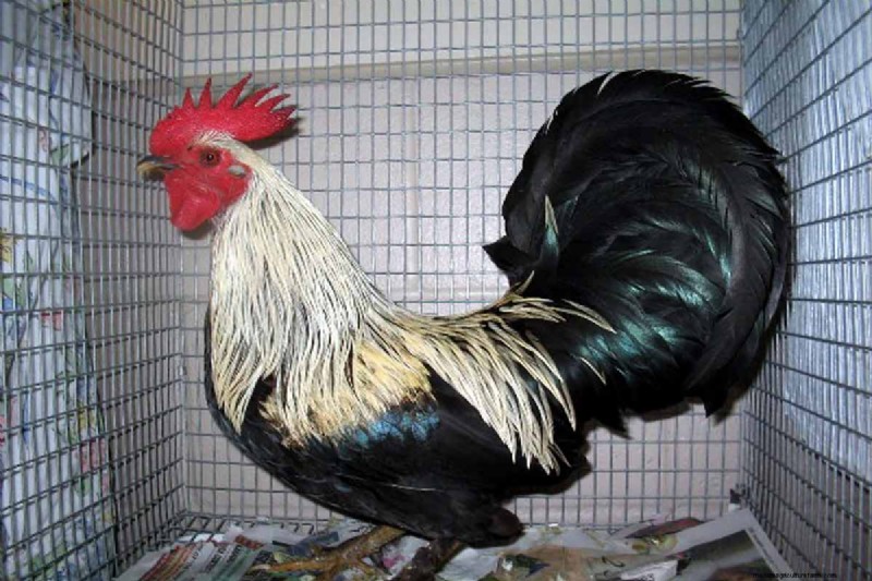 A Comprehensive Guide to Chicken Breeds: Types, Characteristics & Care