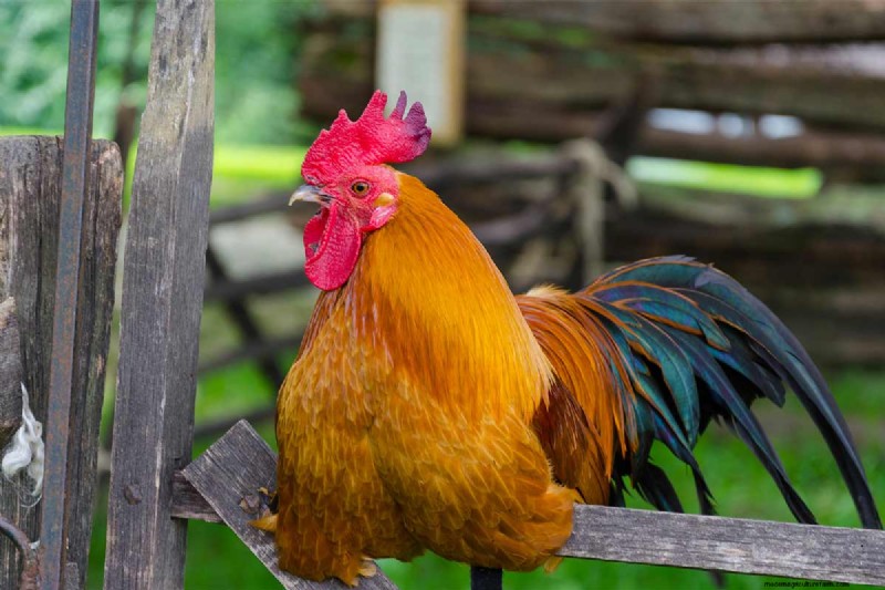 A Comprehensive Guide to Chicken Breeds: Types, Characteristics & Care