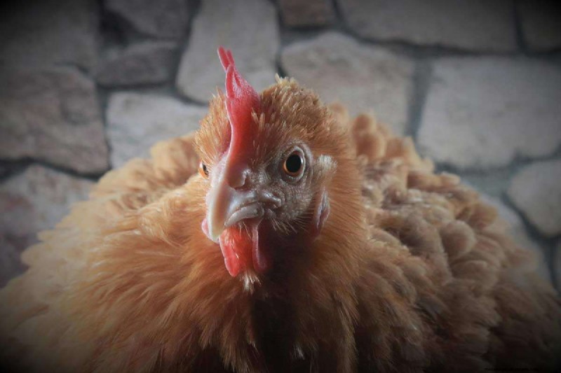A Comprehensive Guide to Chicken Breeds: Types, Characteristics & Care