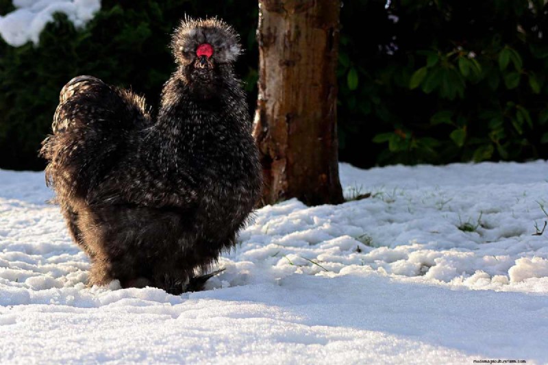 A Comprehensive Guide to Chicken Breeds: Types, Characteristics & Care