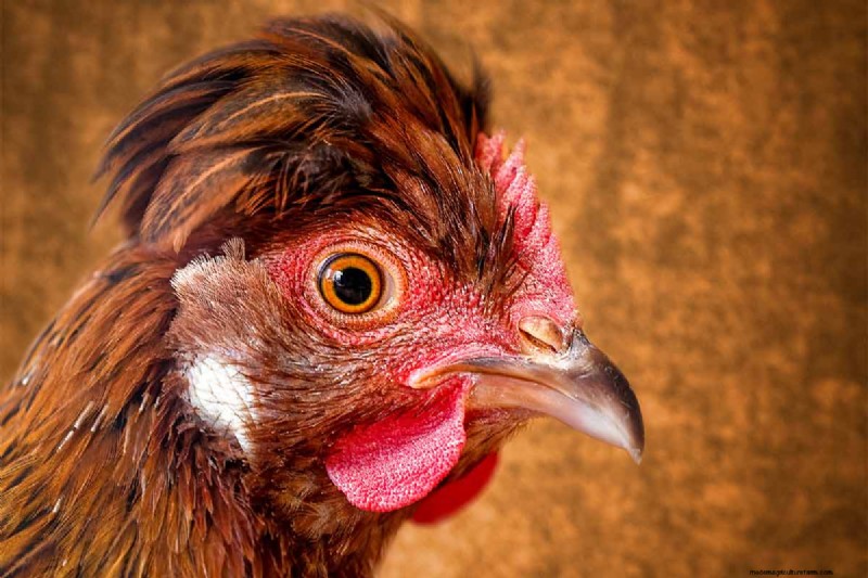 A Comprehensive Guide to Chicken Breeds: Types, Characteristics & Care
