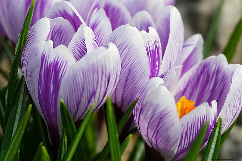 Indoor Saffron Farming in India: A Comprehensive Guide to Training, Costs & Profits