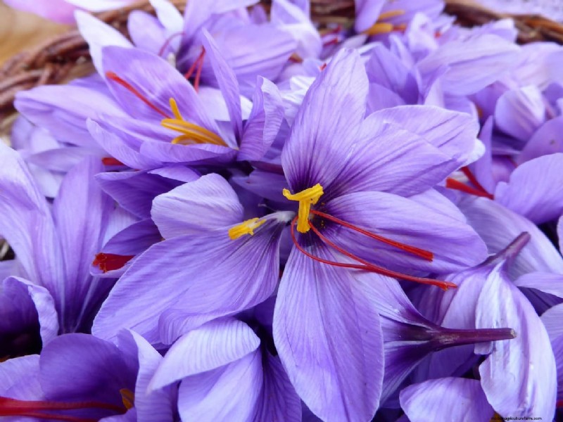 Indoor Saffron Farming in India: A Comprehensive Guide to Training, Costs & Profits