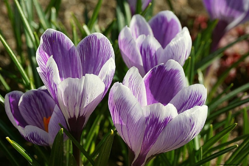 Indoor Saffron Farming in India: A Comprehensive Guide to Training, Costs & Profits