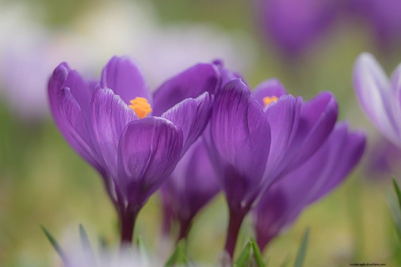 Indoor Saffron Farming in India: A Comprehensive Guide to Training, Costs & Profits