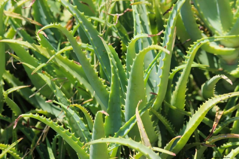 Aloe Vera Farming in India: Profitability, Costs & Contract Farming